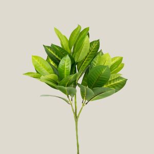 Ramo ficus hoja silvestre verde hoja 20313