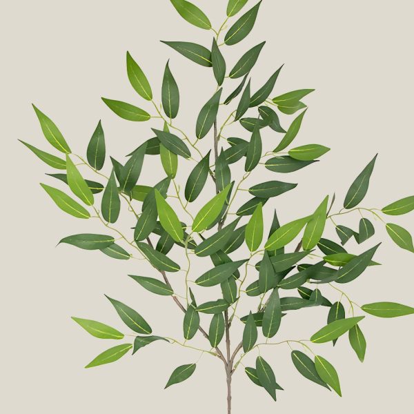 Ficus acacia Verde helecho 20617 - Image 2