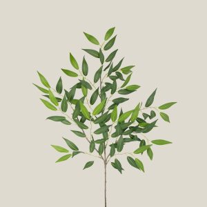 Ficus acacia Verde helecho 20617