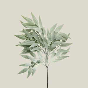 Hierba salvia Verde salvia 20603