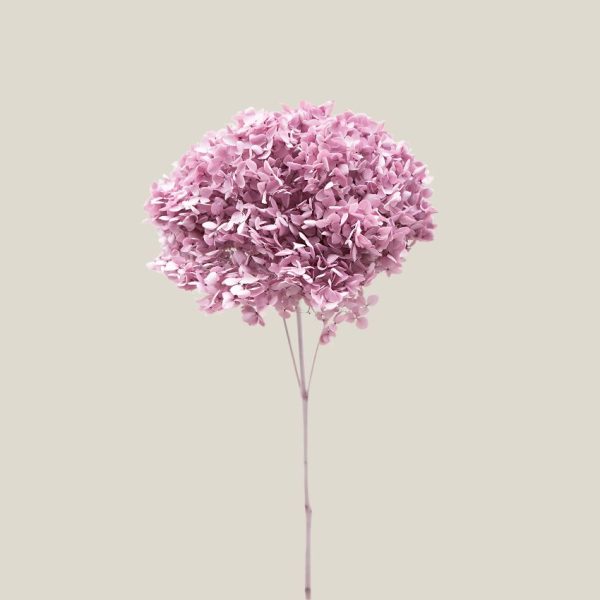 Hortensia preservada Lavanda vara 20737