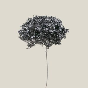 Hortensia preservada Negra vara 20737