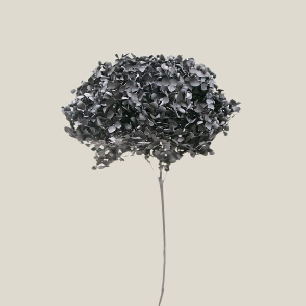 Hortensia preservada Negra vara 20737