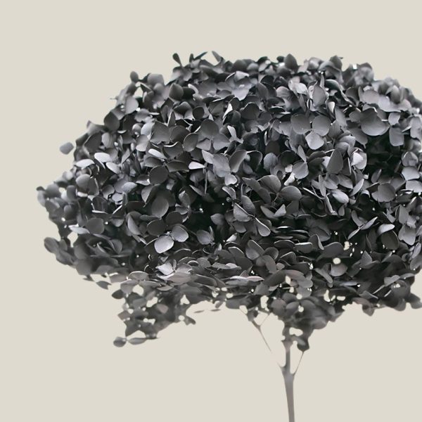 Hortensia preservada Negra vara 20737 - Image 2