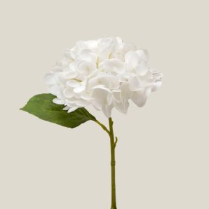 Hortensia x1 Blanco zinc vara 20762