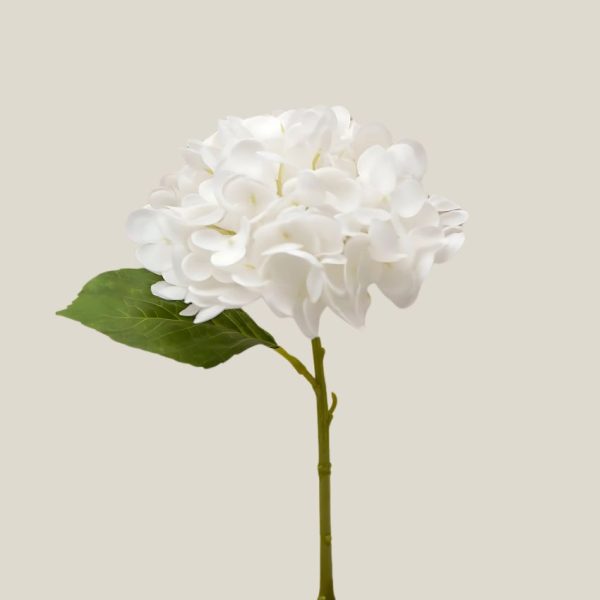 Hortensia x1 Blanco zinc vara 20762
