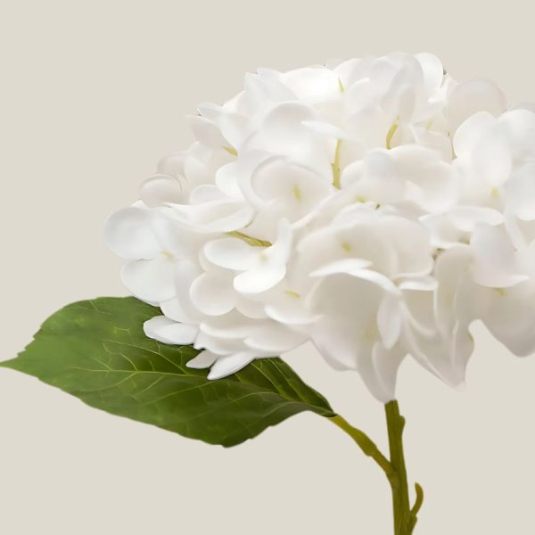 Hortensia x1 Blanco zinc vara 20762 - Image 2