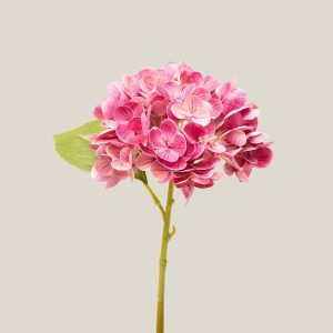 Hortensia x1 Rosa ruby vara 20762
