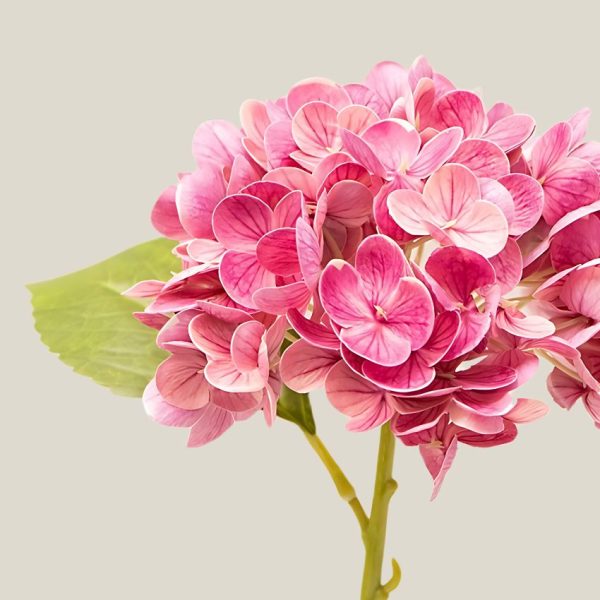 Hortensia x1 Rosa ruby vara 20762 - Image 2