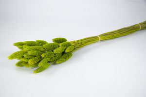 Espiga mini verde manzana 20820