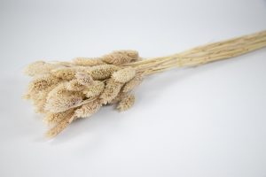 Espiga mini cafe pardo 20820