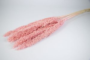 Zorgo preservado rosa francés 20821