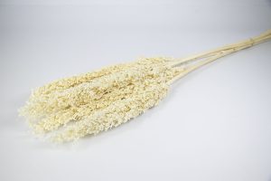 Zorgo preservado blanco nieve 20821