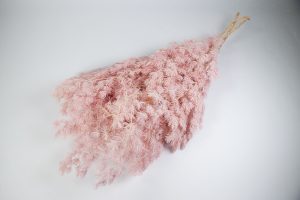Broom bloom rosa francés 20822
