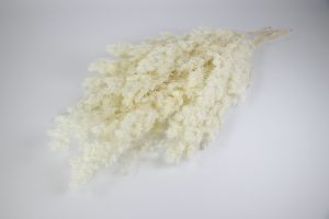 Broom bloom blanco nieve 20822
